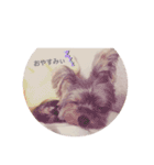 ヨークシャテリアみるくさん（個別スタンプ：14）