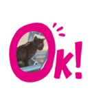 動物シリーズ vol.1（個別スタンプ：2）