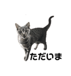 動物シリーズ vol.1（個別スタンプ：7）