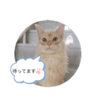 エルザスタンプ（個別スタンプ：9）