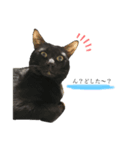 にゃんこたち！！（個別スタンプ：4）
