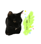 にゃんこたち！！（個別スタンプ：8）