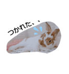 うさぎのぷぅちゃん（個別スタンプ：2）