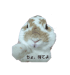 うさぎのぷぅちゃん（個別スタンプ：7）