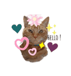 メープルちゃんのcat days☆（個別スタンプ：1）