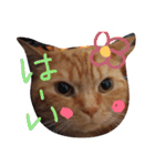 メープルちゃんのcat days☆（個別スタンプ：3）