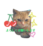 メープルちゃんのcat days☆（個別スタンプ：5）