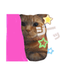 メープルちゃんのcat days☆（個別スタンプ：6）