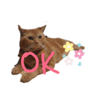 メープルちゃんのcat days☆（個別スタンプ：9）