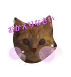 メープルちゃんのcat days☆（個別スタンプ：17）