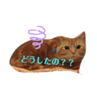メープルちゃんのcat days☆（個別スタンプ：18）