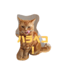 メープルちゃんのcat days☆（個別スタンプ：19）