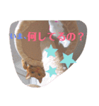メープルちゃんのcat days☆（個別スタンプ：22）