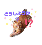 メープルちゃんのcat days☆（個別スタンプ：24）