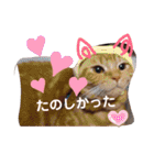 メープルちゃんのcat days☆（個別スタンプ：25）