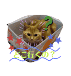 メープルちゃんのcat days☆（個別スタンプ：26）