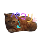 メープルちゃんのcat days☆（個別スタンプ：27）