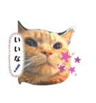 メープルちゃんのcat days☆（個別スタンプ：28）