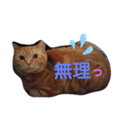 メープルちゃんのcat days☆（個別スタンプ：29）