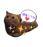 メープルちゃんのcat days☆（個別スタンプ：31）