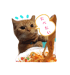 メープルちゃんのcat days☆（個別スタンプ：32）