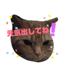 メープルちゃんのcat days☆（個別スタンプ：33）