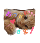 メープルちゃんのcat days☆（個別スタンプ：34）