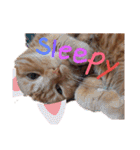 メープルちゃんのcat days☆（個別スタンプ：38）
