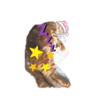 メープルちゃんのcat days☆（個別スタンプ：39）