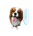 天使のテンちゃんすたんぷ（個別スタンプ：1）