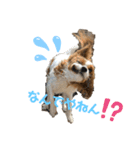 天使のテンちゃんすたんぷ（個別スタンプ：2）