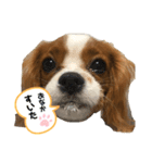 天使のテンちゃんすたんぷ（個別スタンプ：4）