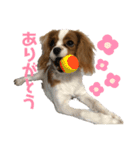 天使のテンちゃんすたんぷ（個別スタンプ：5）