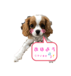 天使のテンちゃんすたんぷ（個別スタンプ：6）