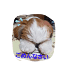mocotam（個別スタンプ：6）