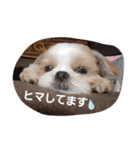 mocotam（個別スタンプ：12）