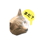 ねこねこねこスタンプ（個別スタンプ：1）