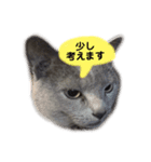 ねこねこねこスタンプ（個別スタンプ：2）