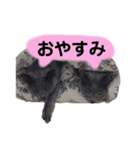 ねこねこねこスタンプ（個別スタンプ：3）
