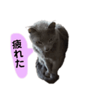 ねこねこねこスタンプ（個別スタンプ：4）