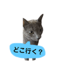 ねこねこねこスタンプ（個別スタンプ：5）