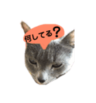 ねこねこねこスタンプ（個別スタンプ：6）