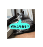 ねこねこねこスタンプ（個別スタンプ：7）
