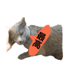 ねこねこねこスタンプ（個別スタンプ：8）