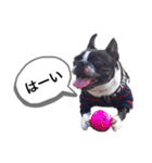 ボストンテリア   ベル   l’M BELL（個別スタンプ：5）