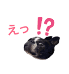 ボストンテリア   ベル   l’M BELL（個別スタンプ：7）