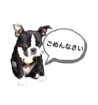 ボストンテリア   ベル   l’M BELL（個別スタンプ：10）