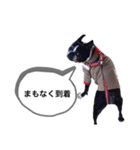 ボストンテリア   ベル   l’M BELL（個別スタンプ：12）