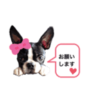 ボストンテリア   ベル   l’M BELL（個別スタンプ：16）