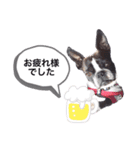 ボストンテリア   ベル   l’M BELL（個別スタンプ：17）